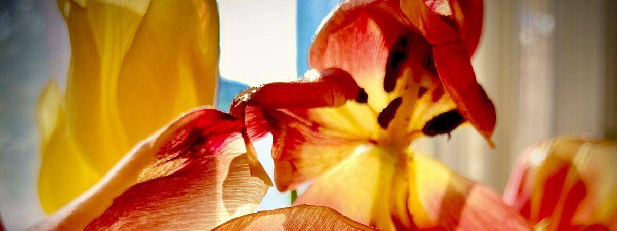 Tulips in sunshine